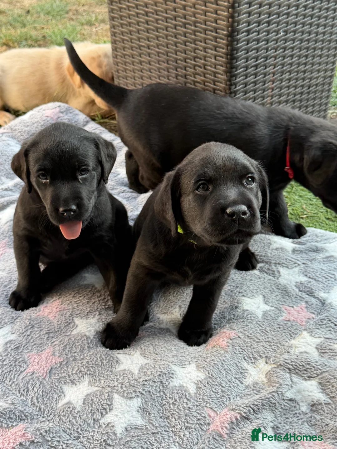 Labrador Retriever dogs for sale: Black Labrador Girls in Northampton - Advert 9