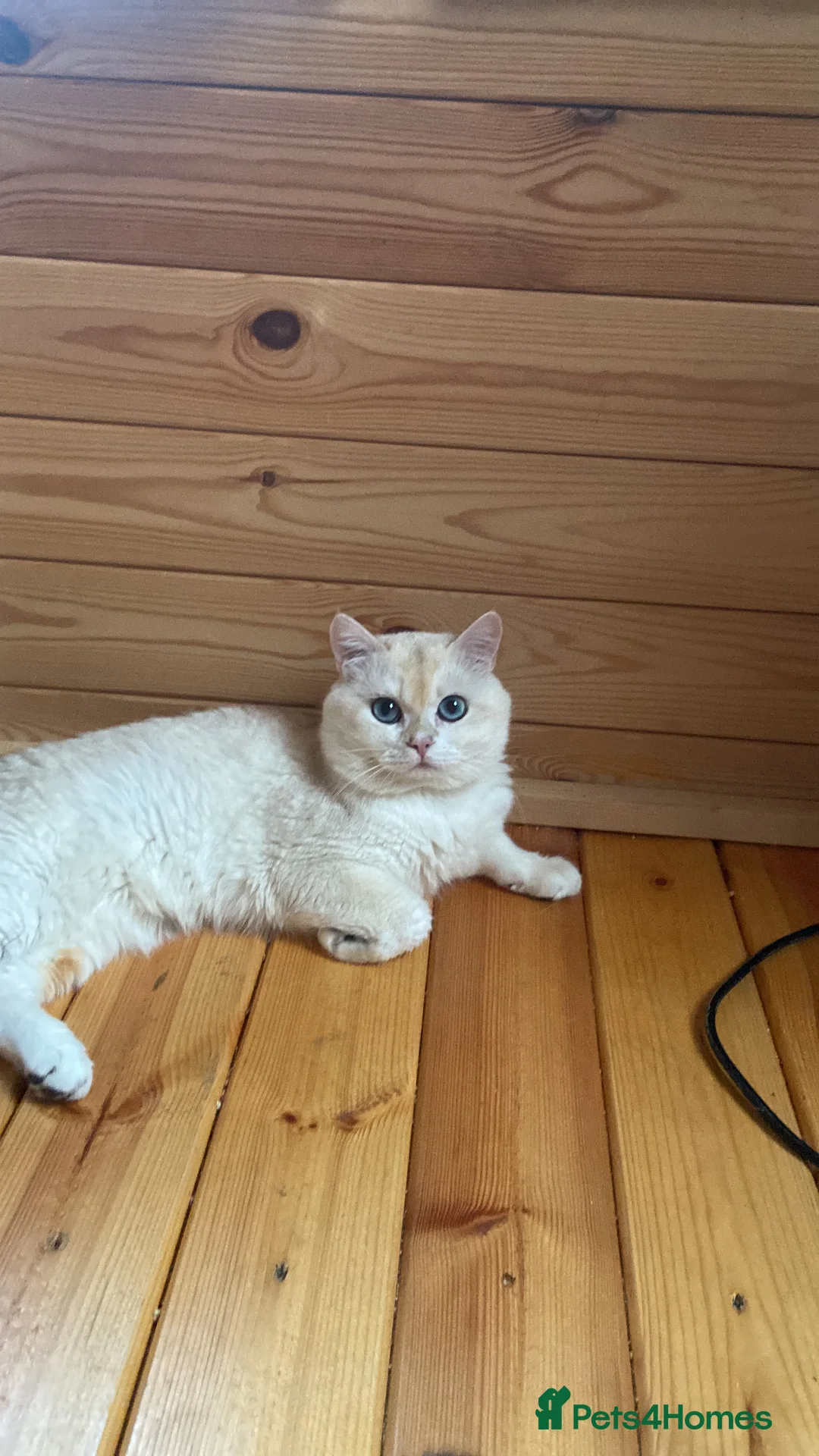 British Shorthair cats for stud: 🥇GCCF registered Gold tippedBritish shorthair🥇 in Slough - Advert 9