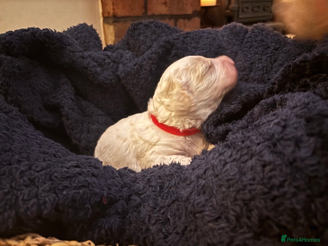 Cavapoochon dogs for sale: 5 cavapoochon puppies looking for forever homes - Image 3