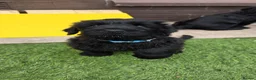 Russian Black Terrier dogs for sale: 🐾 RUSSIAN BLACK TERRIER PUPPIES 🐾 - Advert 7