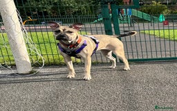 Presa Canario dogs for sale: Female Presa Canario - Image 2