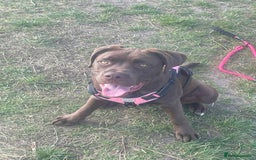 Mixed Breed dogs for sale: Labrador cross staff - Image 2