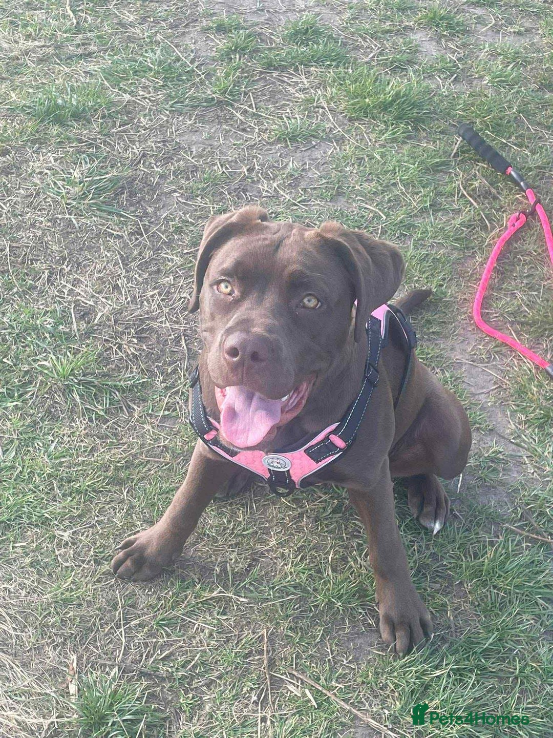 Mixed Breed dogs for sale: Labrador cross staff - Image 2