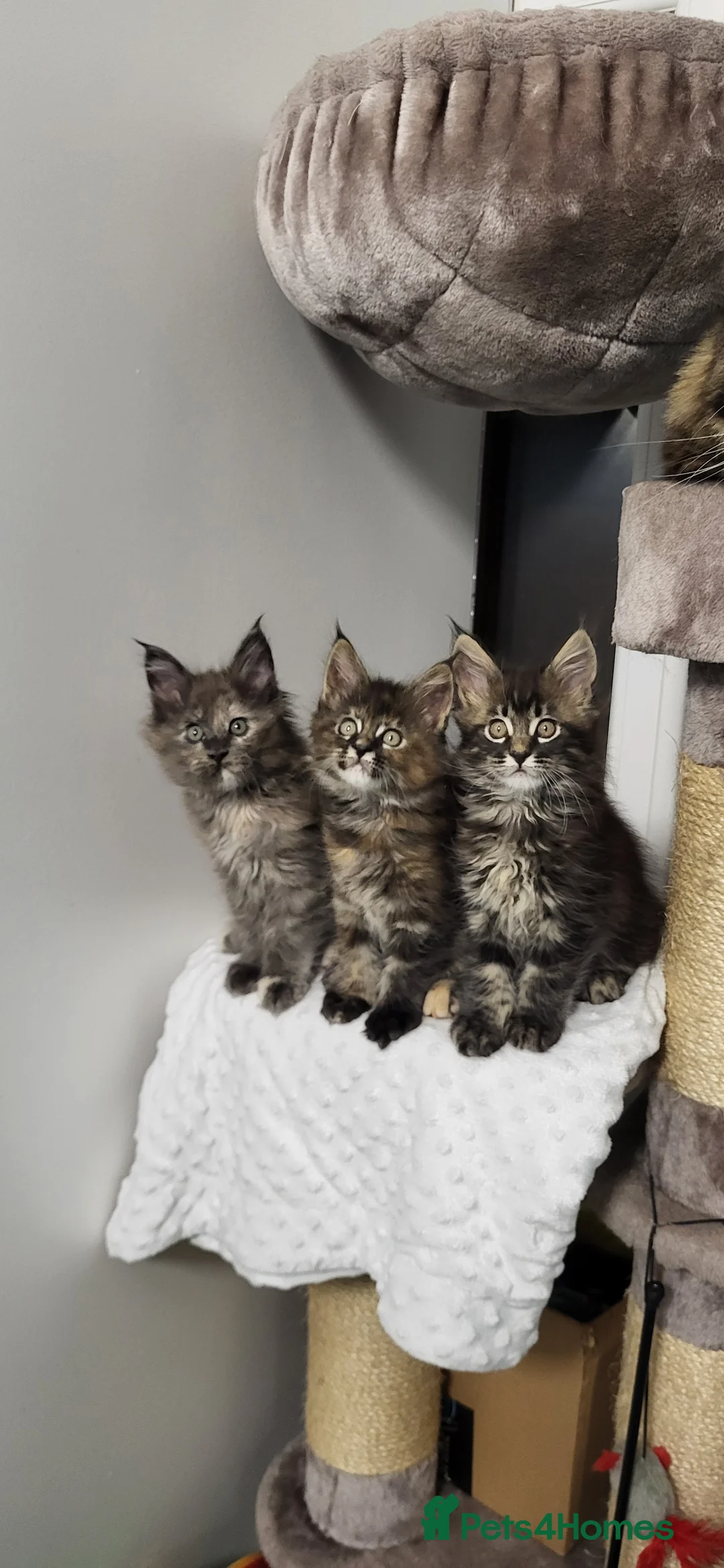 Maine Coon cats for sale: GCCF - Maine Coon Kittens - Advert 8