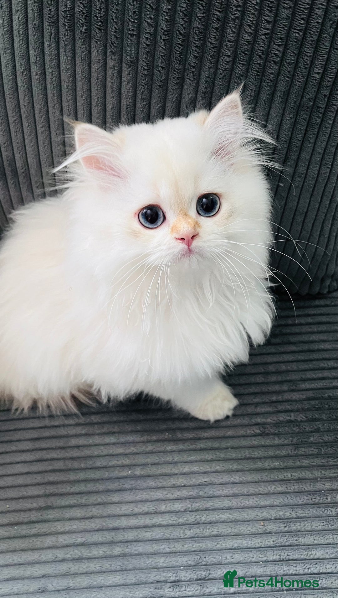 British Longhair cats for sale: ‼️🐾😍Colourpoint purebred BLH😻1 Left 🐱 - Advert 35
