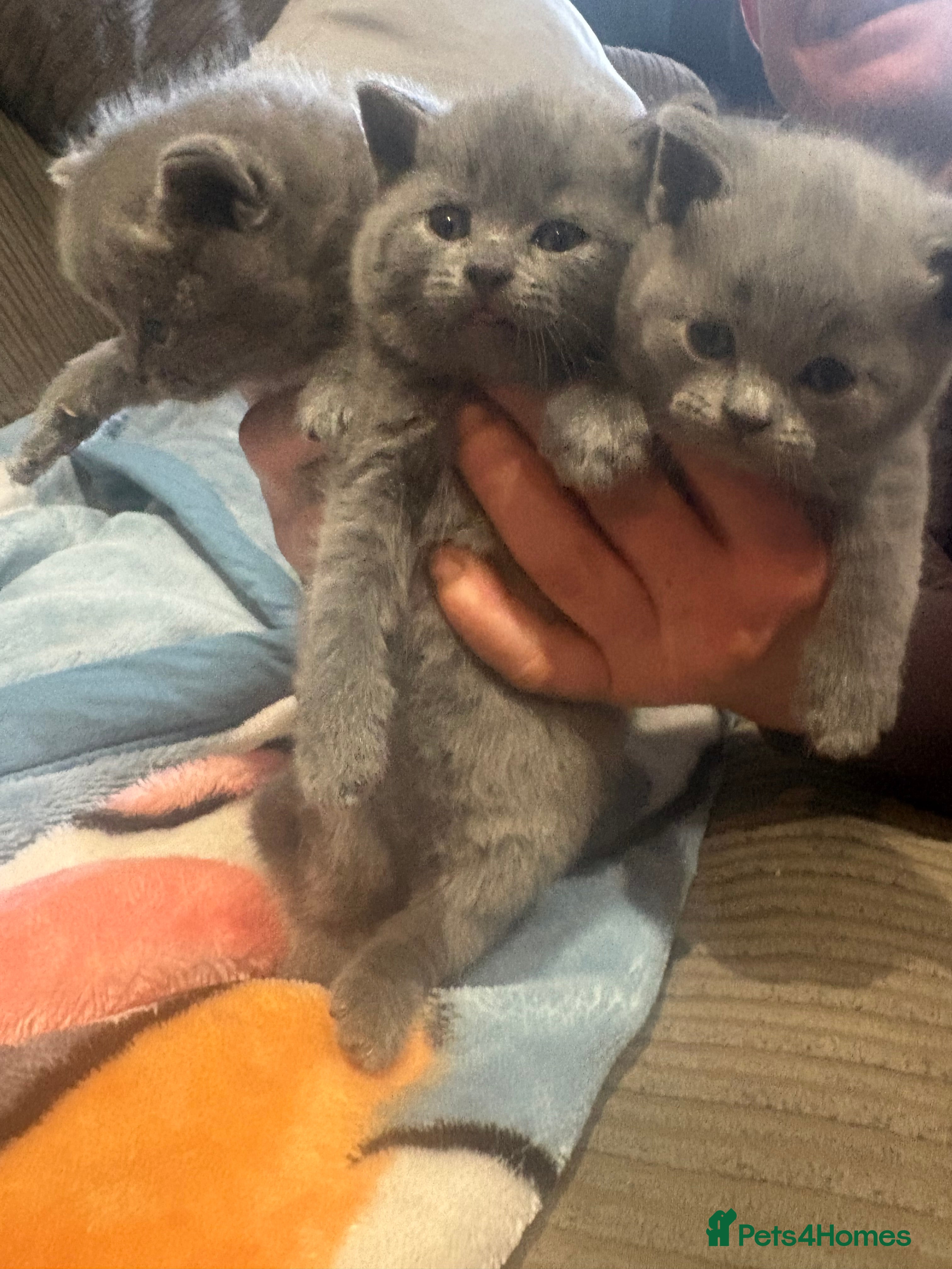 British Shorthair cats British Shorthair Kittens  - Advert 6