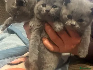 British Shorthair cats British Shorthair Kittens - Advert 6