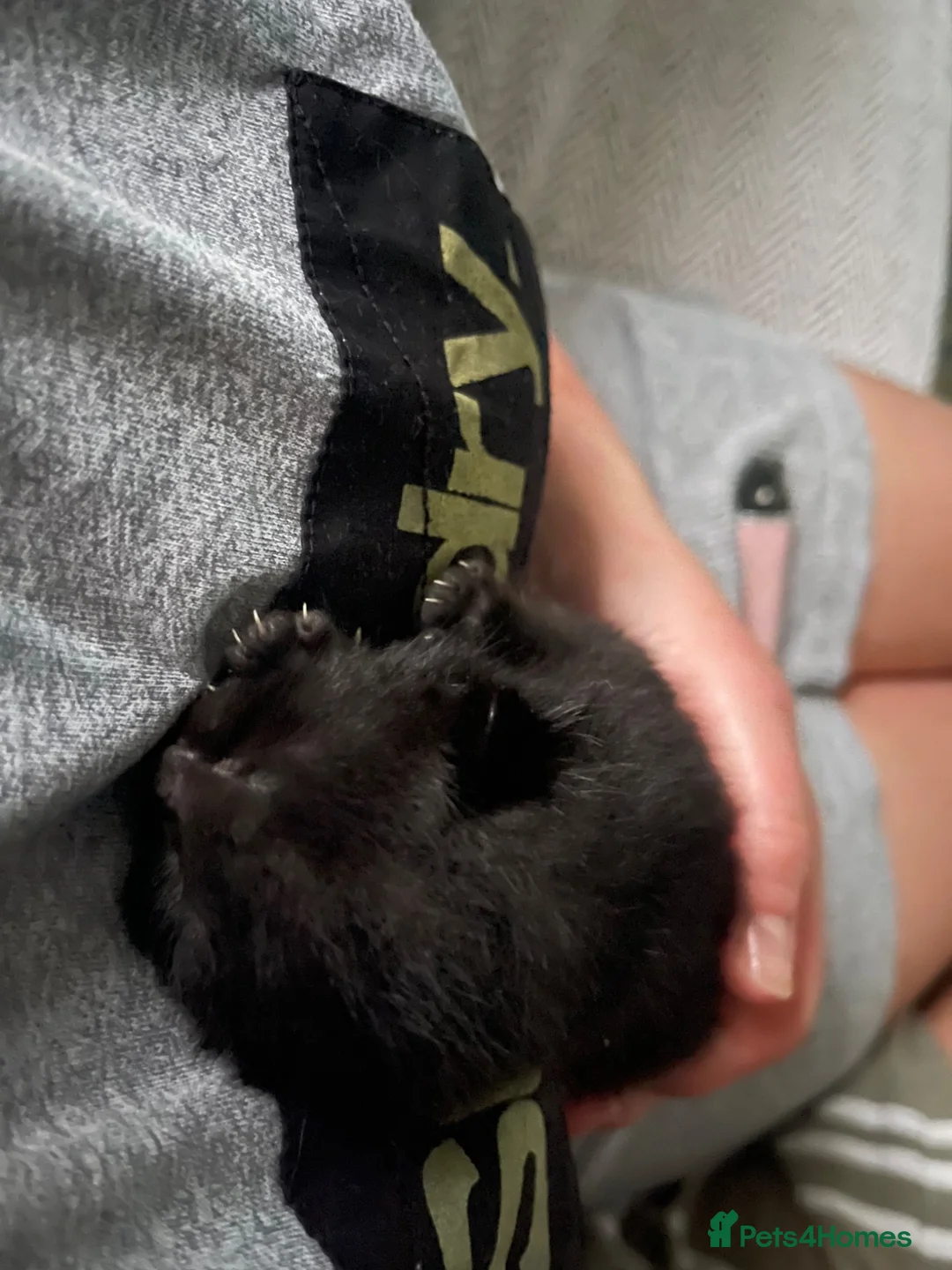 Mixed Breed cats for sale: Kittens for sale  - Advert 13