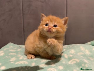 Mixed Breed cats 🐾 Beautiful Kittens Looking for Loving Homes 🐾 - Advert 8