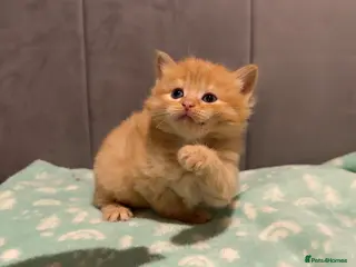 Mixed Breed cats 🐾 Beautiful Kittens Looking for Loving Homes 🐾 - Advert 20