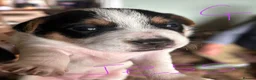 Jack Russell dogs for sale: Gorgeous Jack Russell Puppies - Advert 8