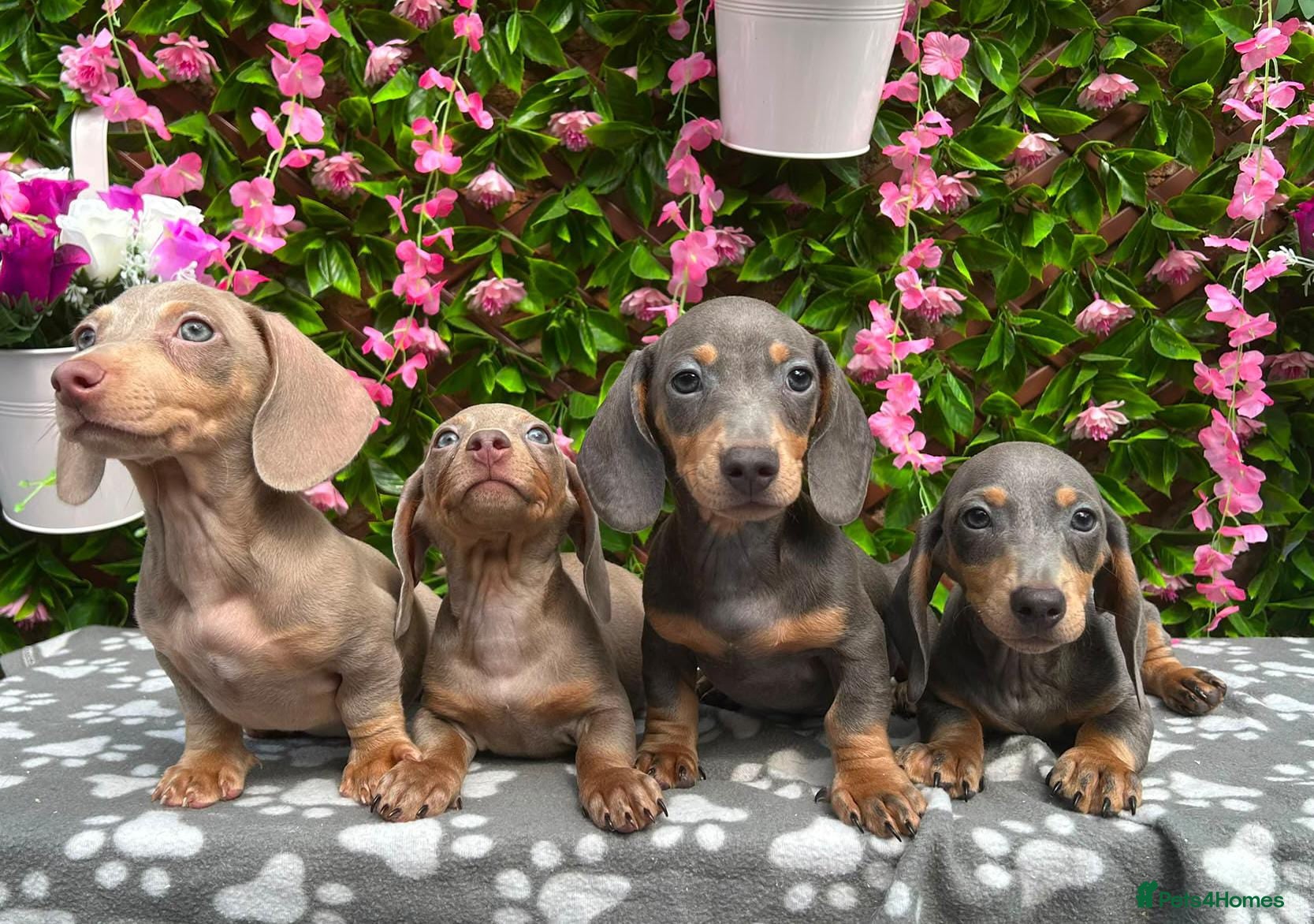 Miniature Dachshund dogs READY NOW RAINBOW MINIS KC REG PRA CLR - Advert 1