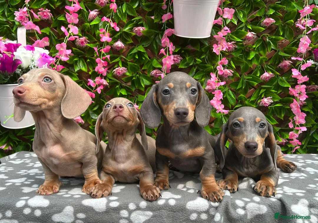 Miniature Dachshund dogs for sale: READY NOW FULLY VAX MINI 4 BOYS KC REG PRA CLEAR - Advert 1