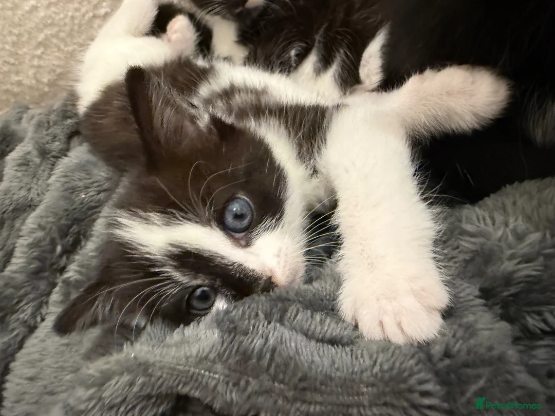 Mixed Breed cats for sale: Mother and girl kitten for sale in Swindon - Advert 5