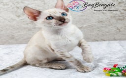 Bengal cats for sale: Champion line Superb Bengal Kittens  - Image 12