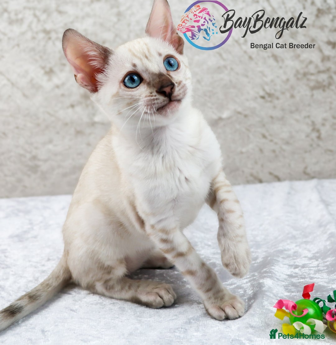 Bengal cats for sale: Champion line Superb Bengal Kittens  - Image 12