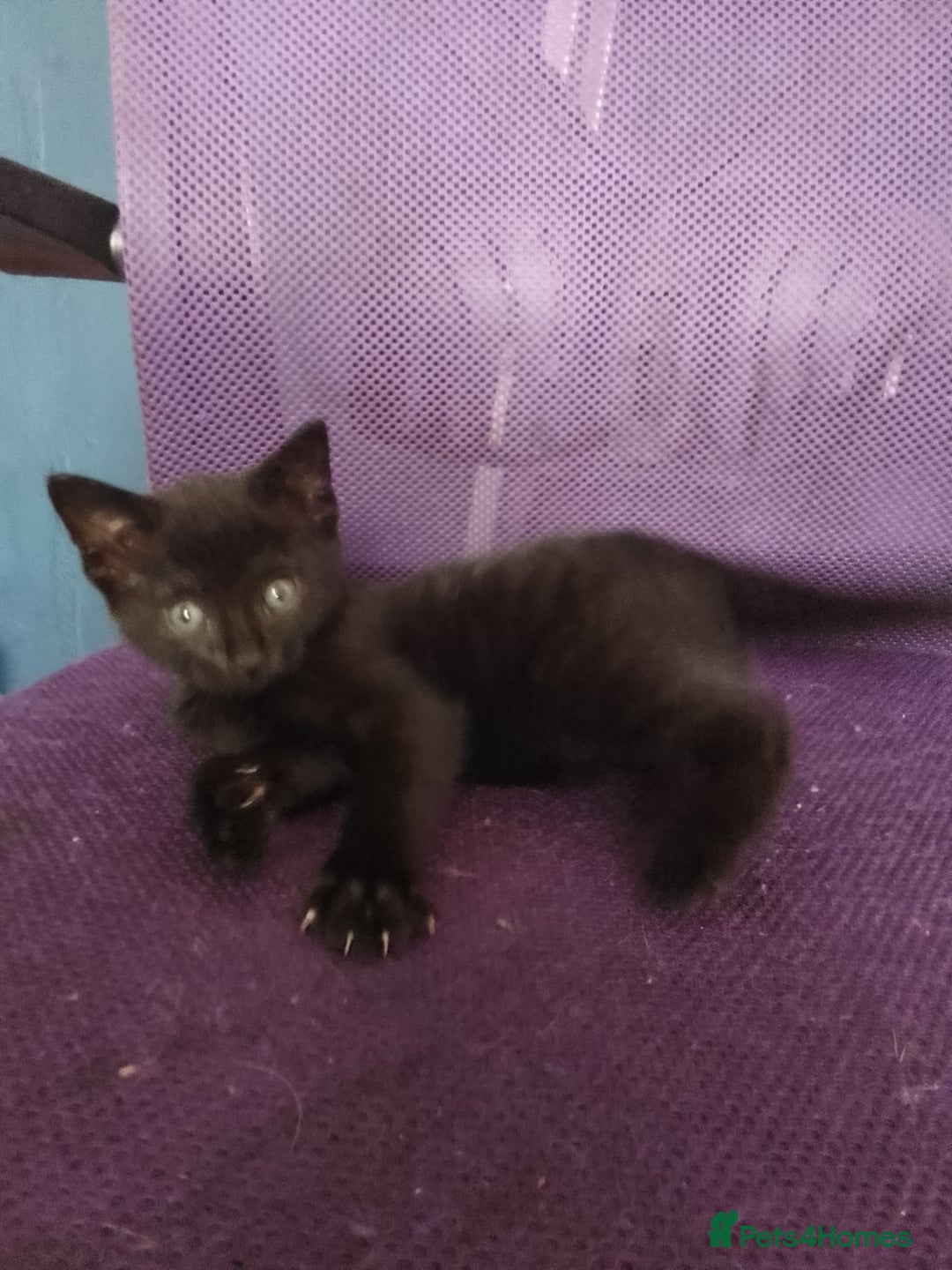 Mixed Breed cats for sale: Beautiful small kittens for sale - Image 5