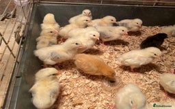 Chickens poultry for sale: Light Sussex chicks  - Image 1