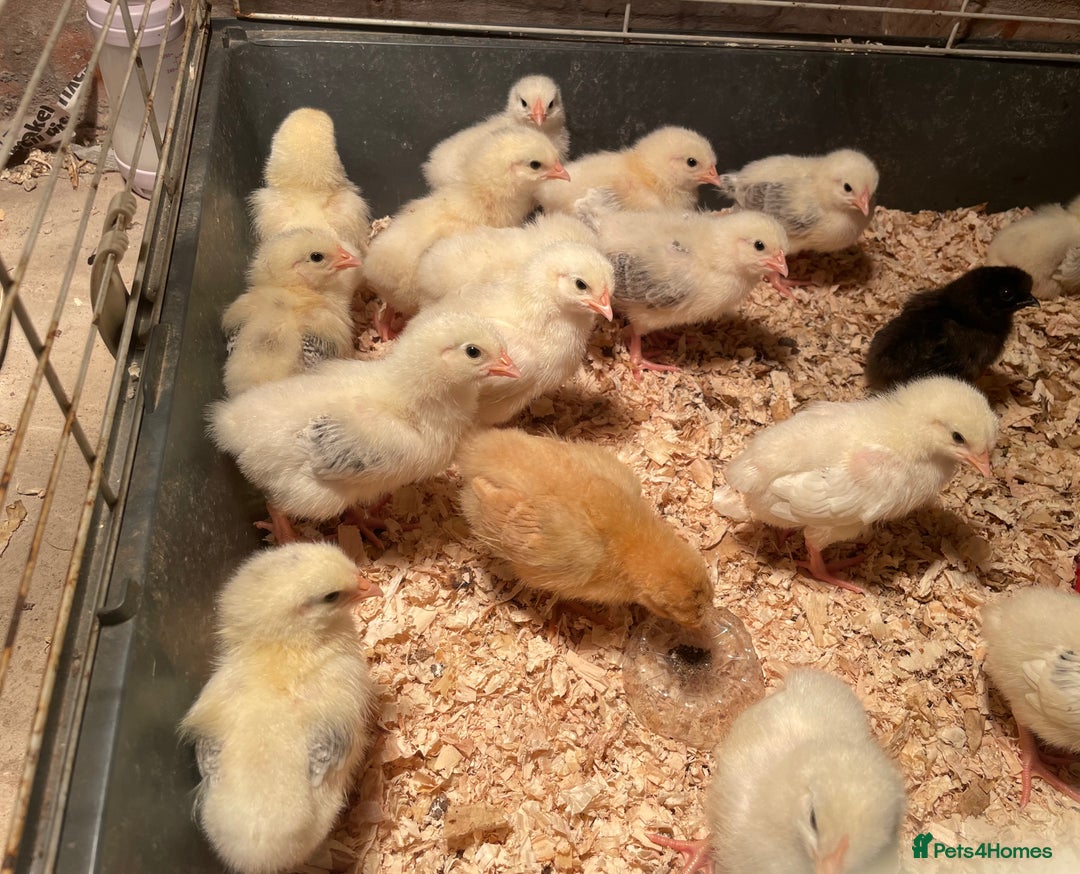 Chickens poultry for sale: Light Sussex chicks  - Image 1