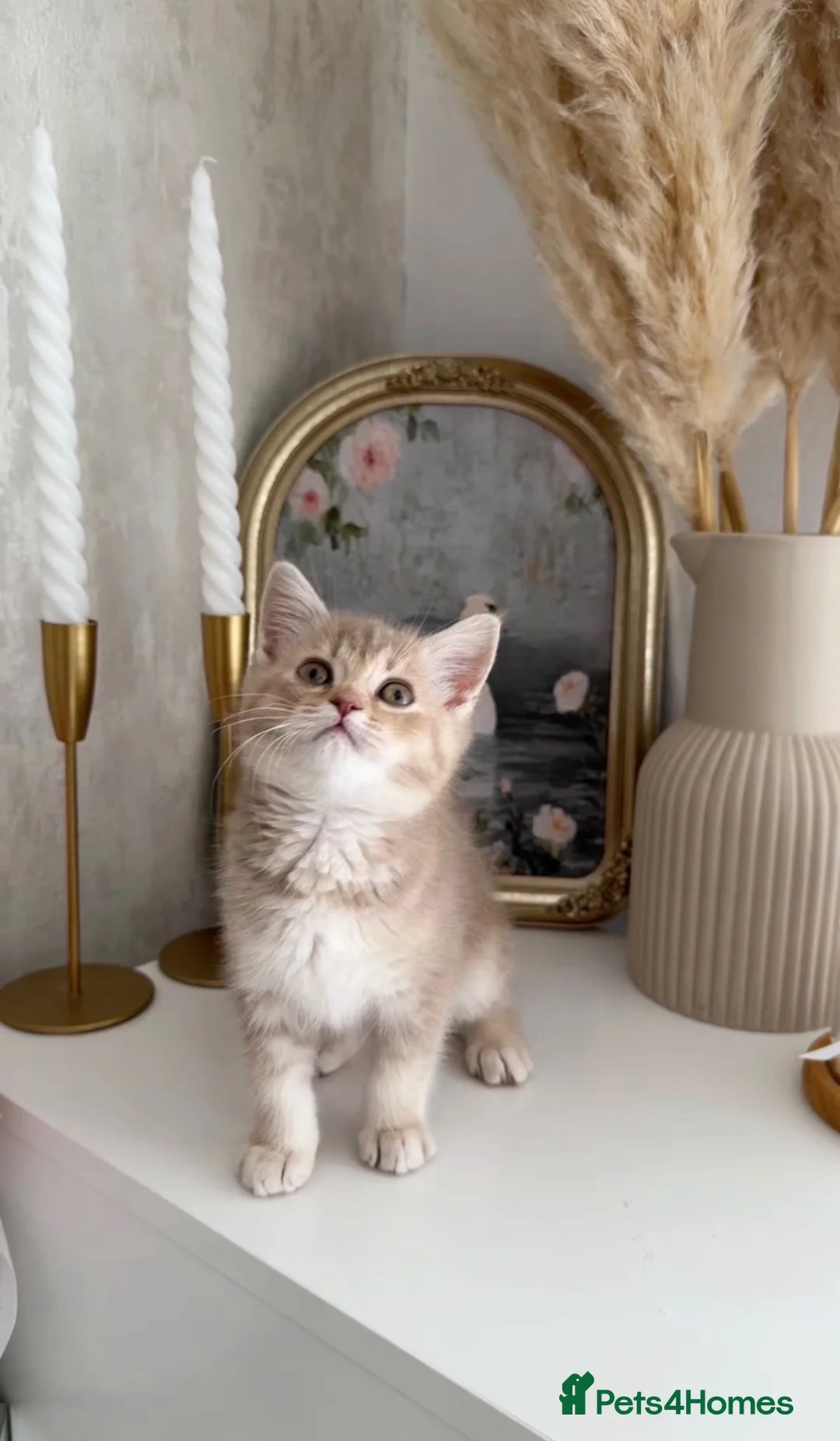 Mixed Breed cats for sale: Beautiful female kitten looking for a forever home - Advert 7