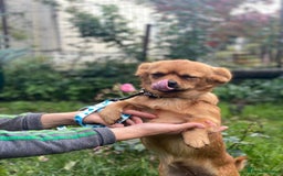 Mixed Breed dogs for adoption: 🐶💖 LIYA 💖🐶 - Image 6