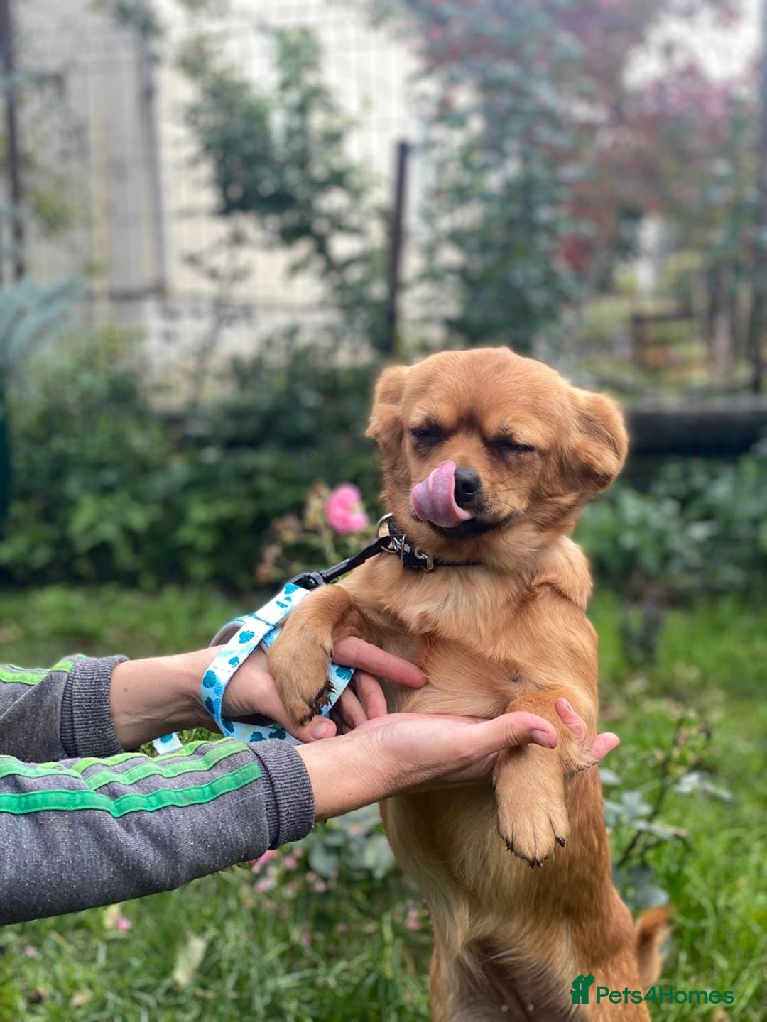 Mixed Breed dogs for adoption: 🐶💖 LIYA 💖🐶 - Image 6
