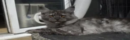 Maine Coon cats for sale: Gorgeous Champion Bloodline Maine Coon Kittens - Advert 8