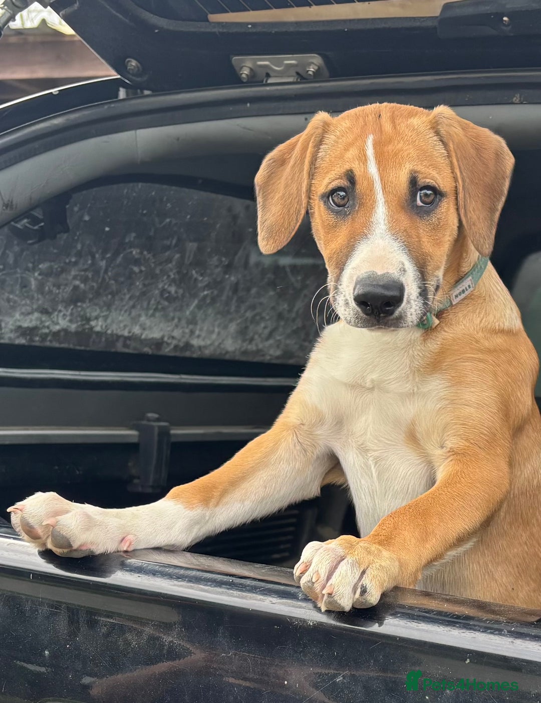 Mixed Breed dogs for sale: Lurcher, Collie X - Image 1