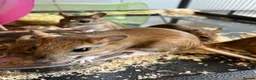 Gerbil rodents for sale: Persian Jirds for sale  - Advert 5