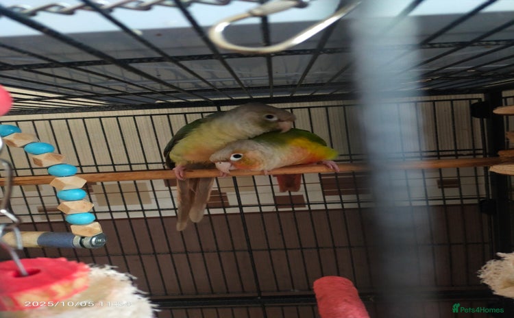 Conures birds - Advert 16
