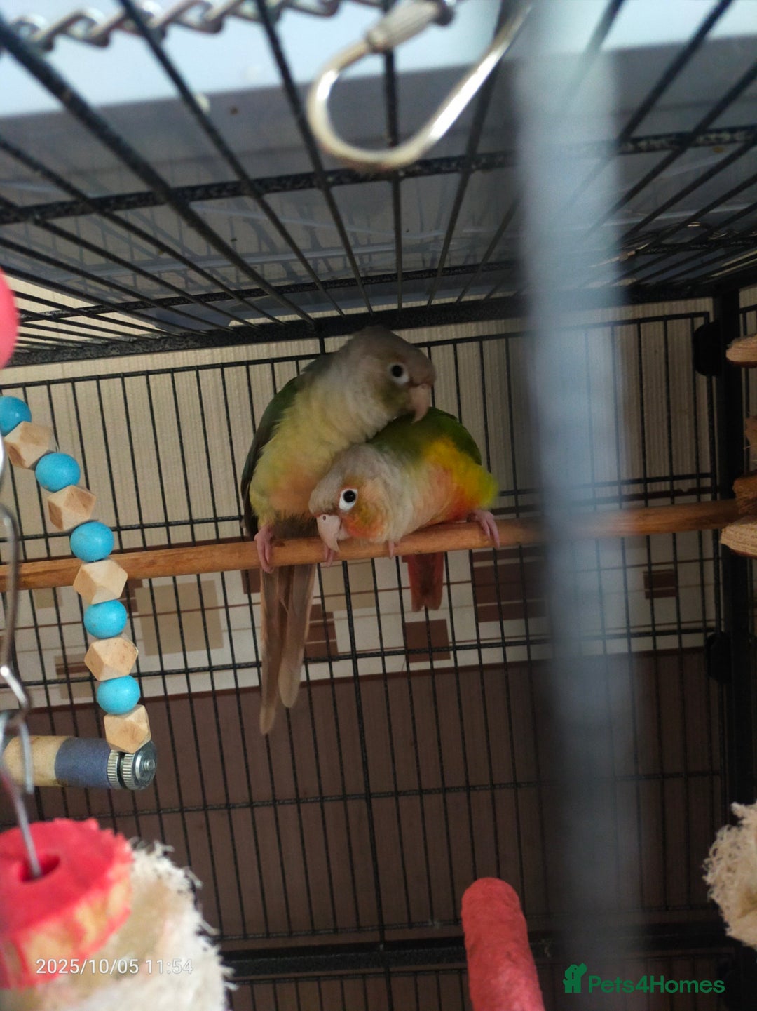 Conures birds for sale: Conuers - Image 3
