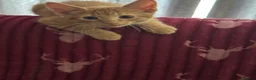 American Shorthair cats for sale: Ginger & tabby male for sale please read descripti - Advert 4