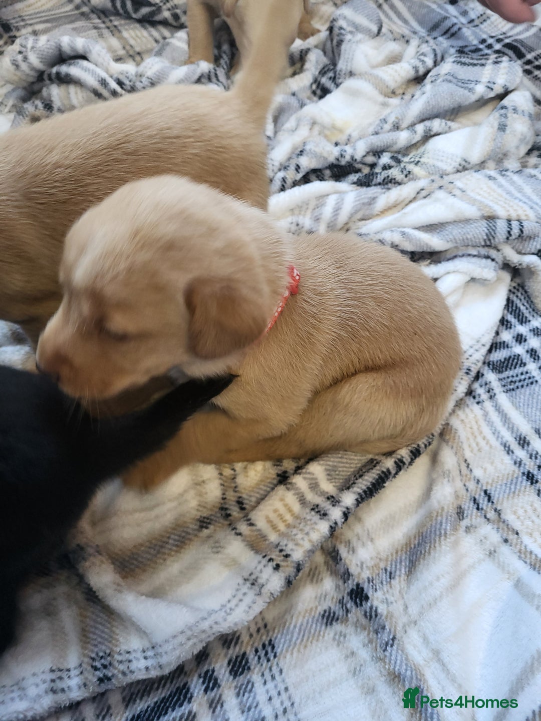 Labrador Retriever dogs for sale: KC registered labrador puppies - Advert 26