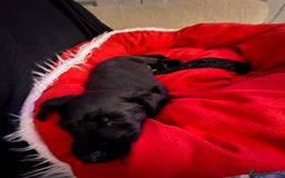 Patterdale Terrier dogs for sale: Patterdale  - Image 5