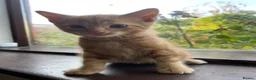 Mixed Breed cats for sale: 🐾 Adorable ginger kittens for sale, Chester 🐾  - Advert 21