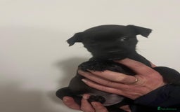 Mixed Breed dogs for sale: Lakeland Patterdale Working lines - Image 5