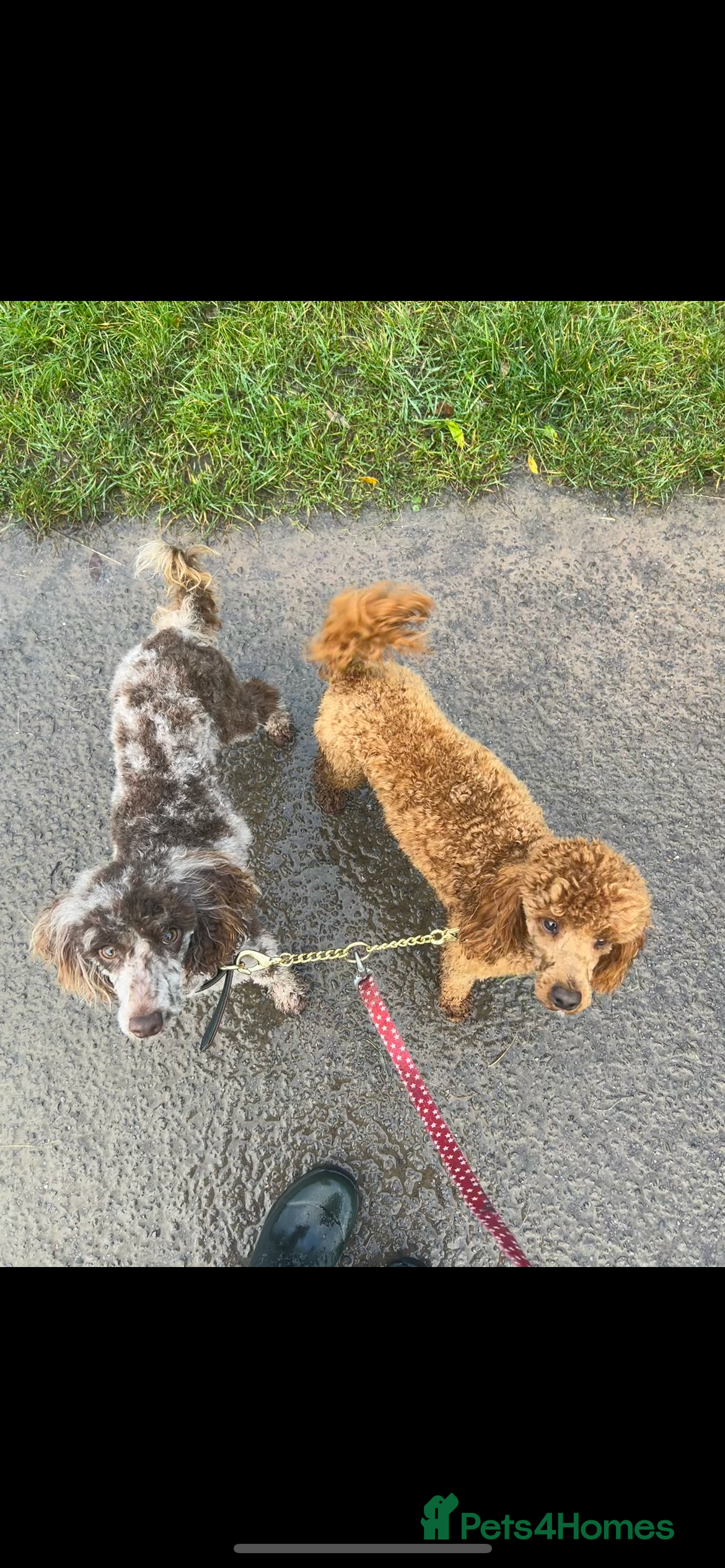 Toy Poodle dogs Batman in Aberdare - Advert 12