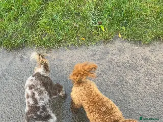 Toy Poodle dogs Batman in Aberdare - Advert 8