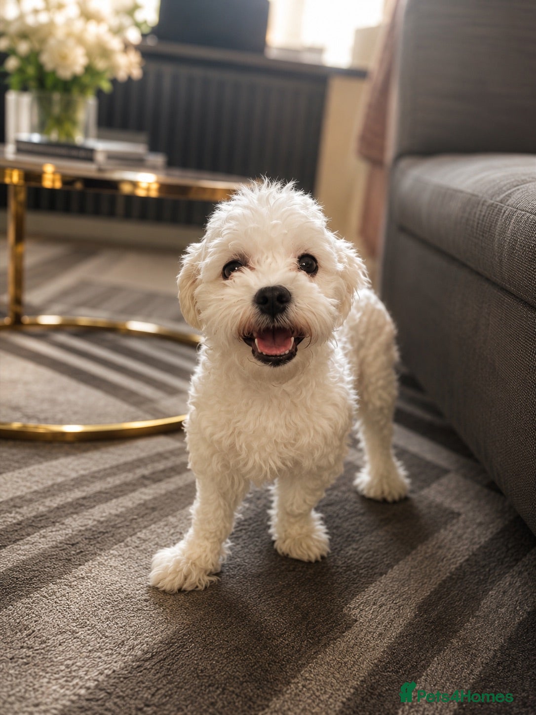 Maltese dogs Bichon Maltese  - Advert 2