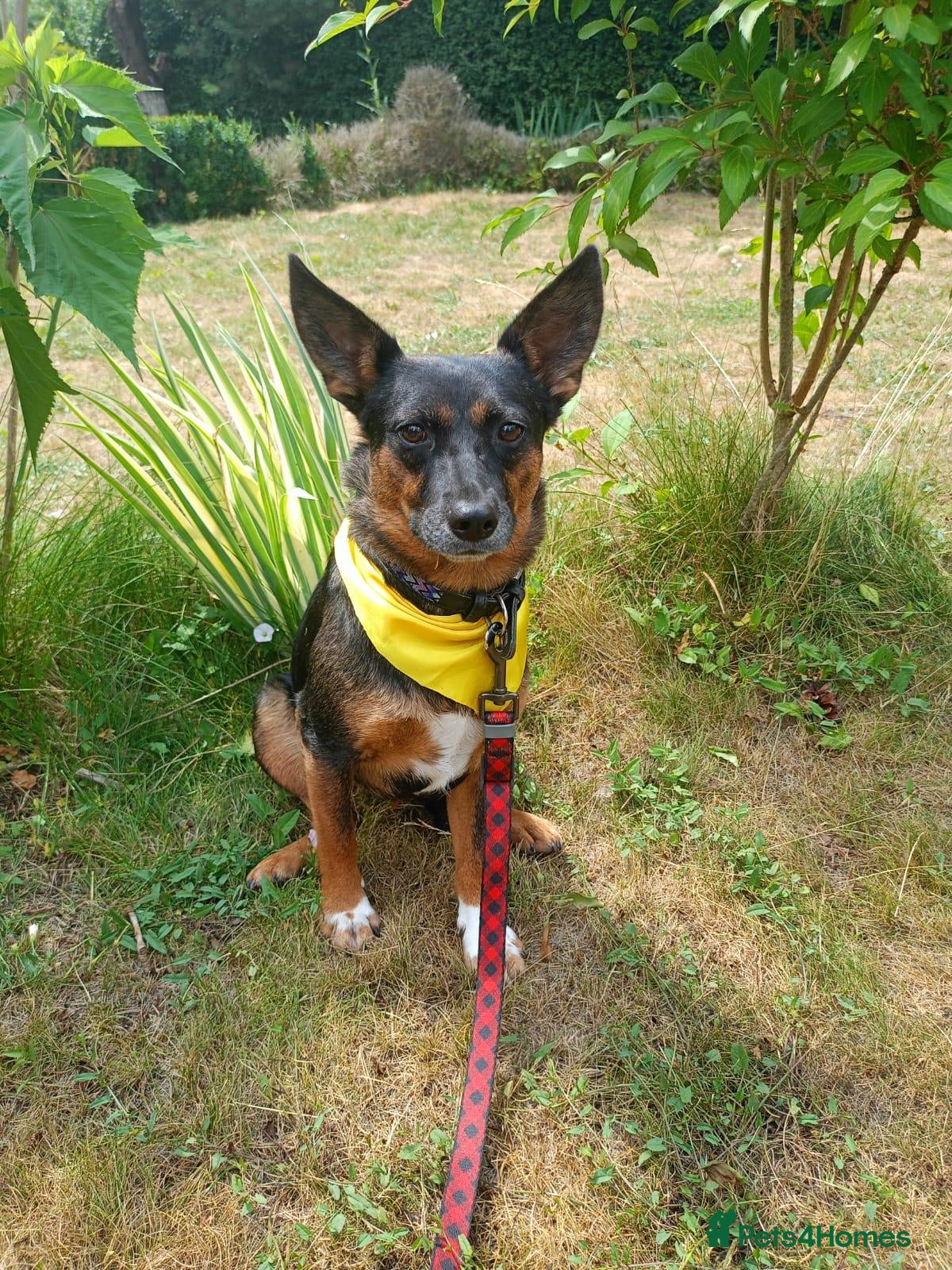 Mixed Breed dogs ❤️ELLA❤️– SMALL GIRL FIRST IN LINE FOR CUDDLES - Advert 1