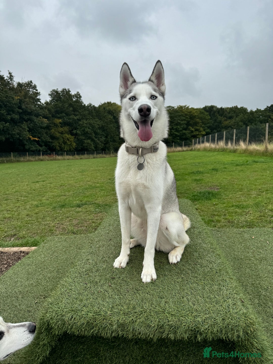 Siberian Husky dogs for sale: Siberian Husky Stormy - 2 years old  - Advert 16