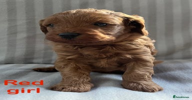 Cavapoo dogs - Advert 2