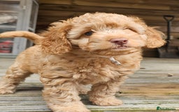 Cockapoo dogs for sale: *URGENT* Adorable f2b toy/mini cockapoos  - Image 2