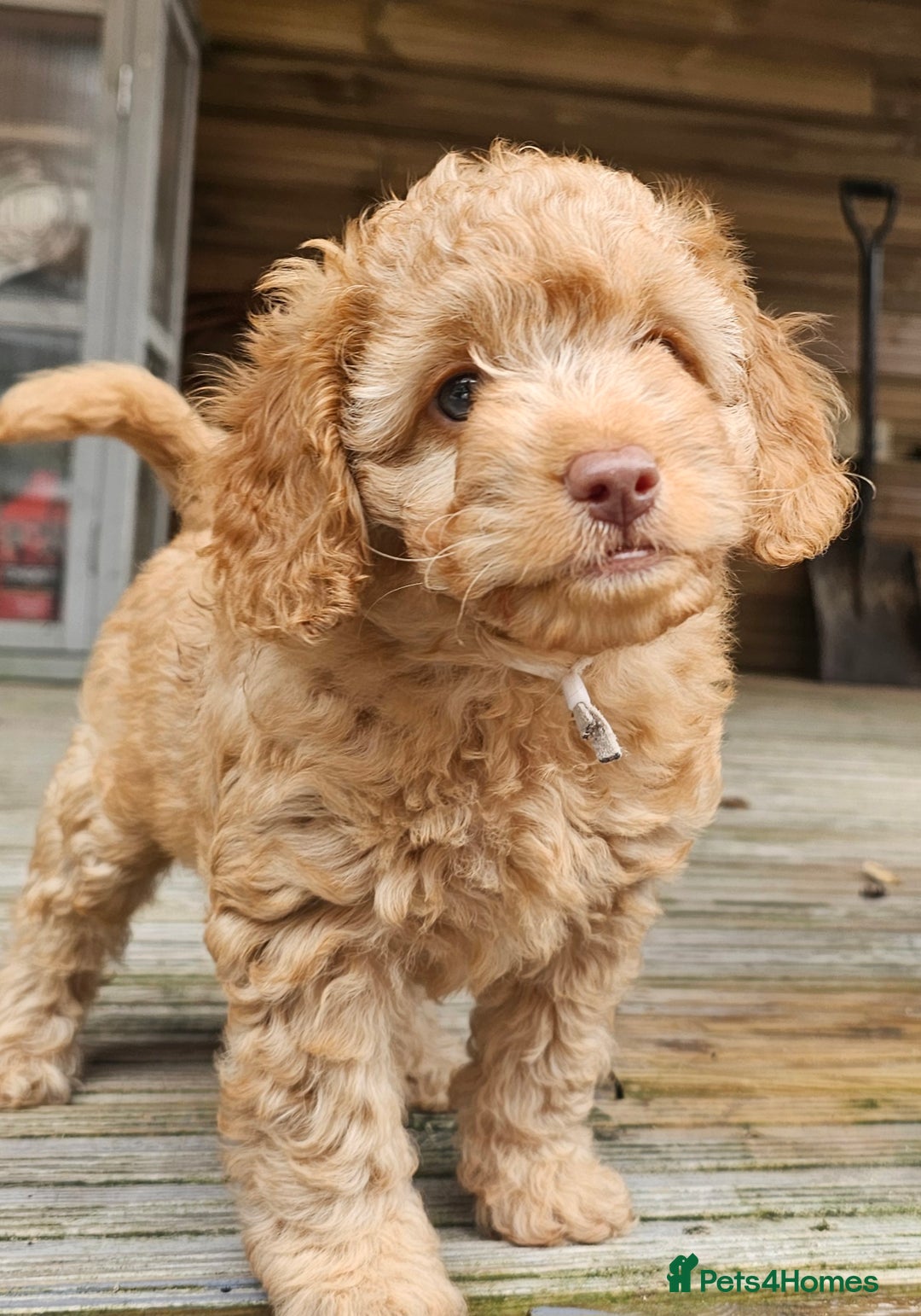 Cockapoo dogs for sale: *URGENT* Adorable f2b toy/mini cockapoos  - Image 2