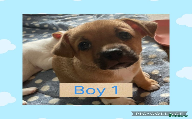 Mixed Breed dogs - Advert 3