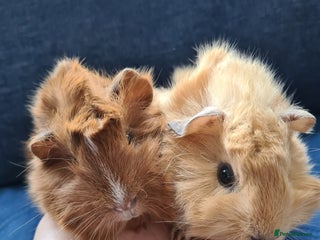Guinea Pig rodents in Witham - Advert 10