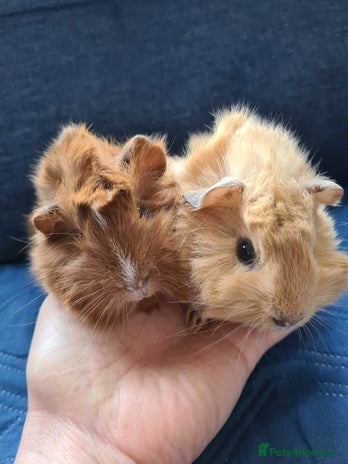Guinea Pig rodents in Witham - Advert 2