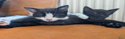 Mixed Breed cats for sale: Lovely, healthy, playful kittens - Advert 2