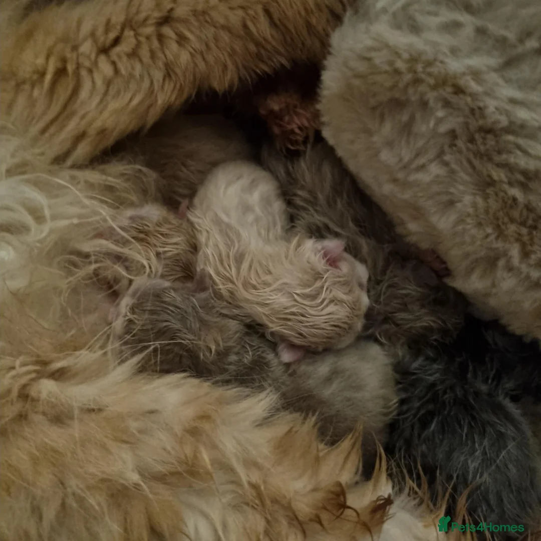 Persian cats for sale: Beautiful cream and grey persian babies - Advert 2