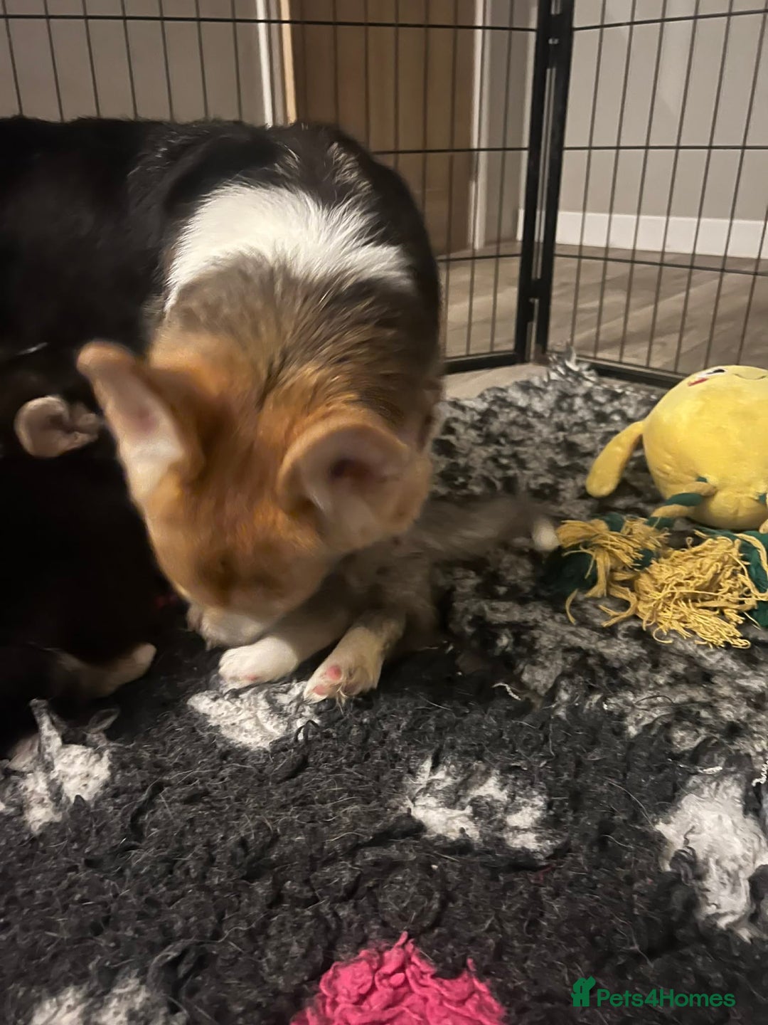 Welsh Corgi Pembroke dogs for sale: Welsh Corgi (Pembroke) - Advert 29